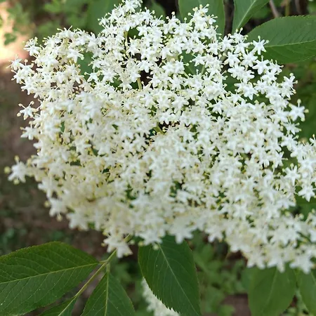 Çiftlik konaklama U Stasikow